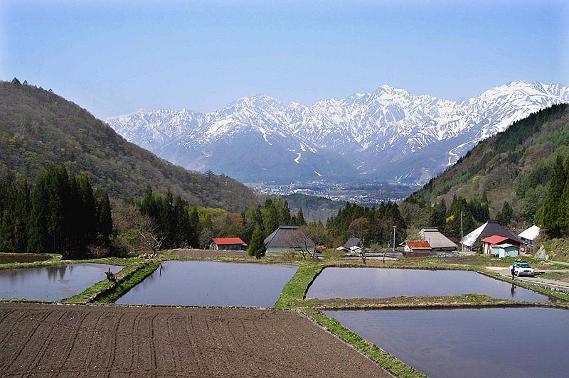 棚田と北アルプス連峰
