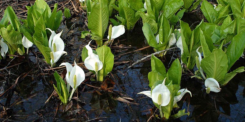 水芭蕉の群生