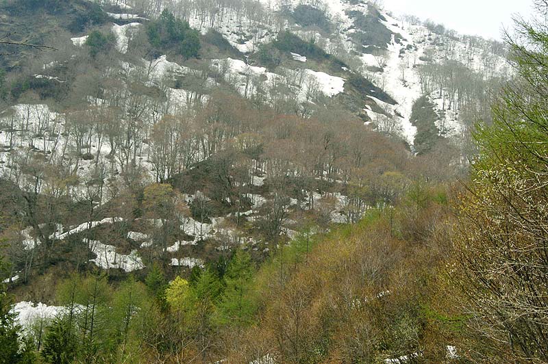 奥裾花自然園