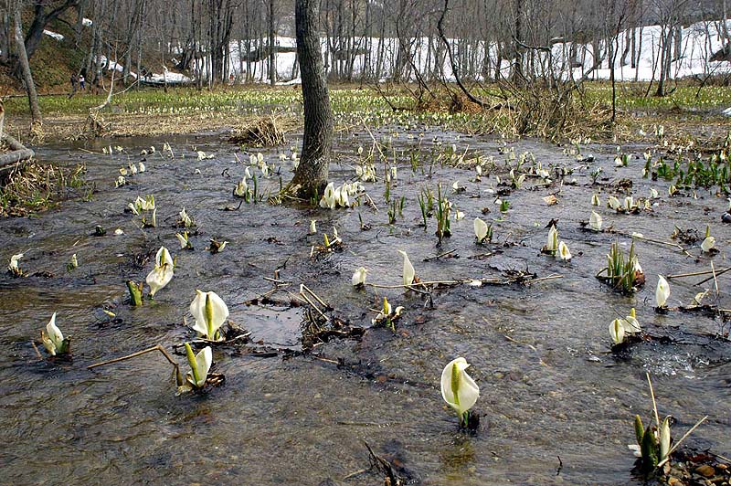 湿地帯に咲く水芭蕉
