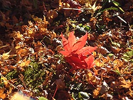 紅葉1