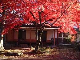 紅葉2