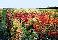 Bordeaux's vineyard