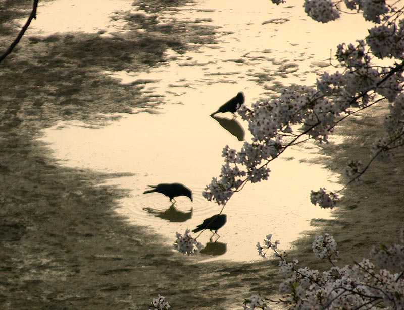カラスの花見 3
