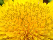 花1