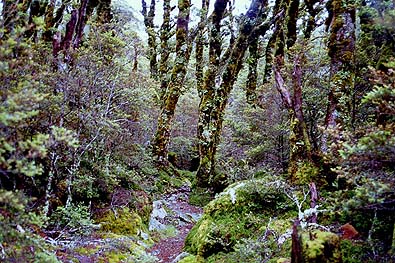 苔むす樹林帯