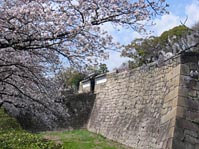 お堀の桜(大阪城)