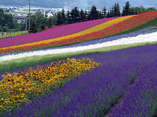 三周年:ファーム富田の花園