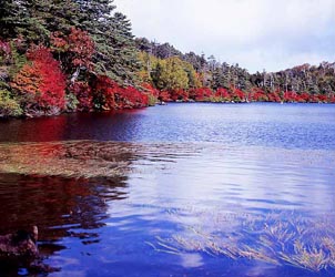 白駒池の風景