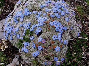 球状共生の勿忘草?