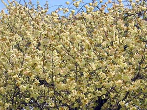 ウコン桜1