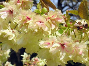 ウコン桜2