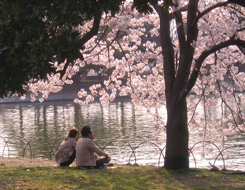 明石公園の桜 2007/4