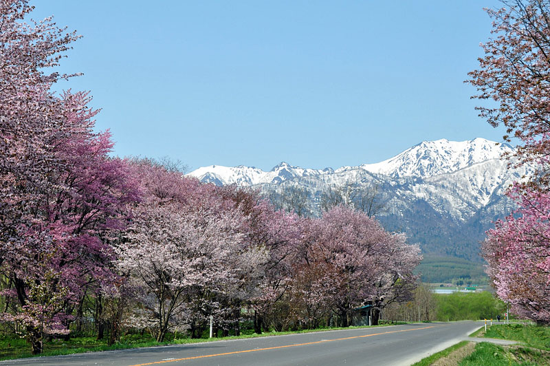 北海道・富良野の桜 2009.5.9