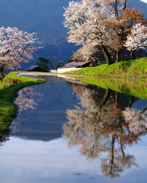 三多気の桜/三重県津市 撮影:市川 清 2008.04