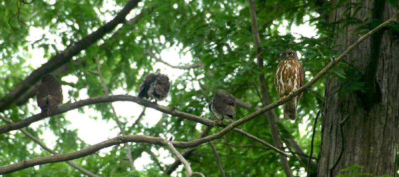 アオバズクの親子 2008.7.17