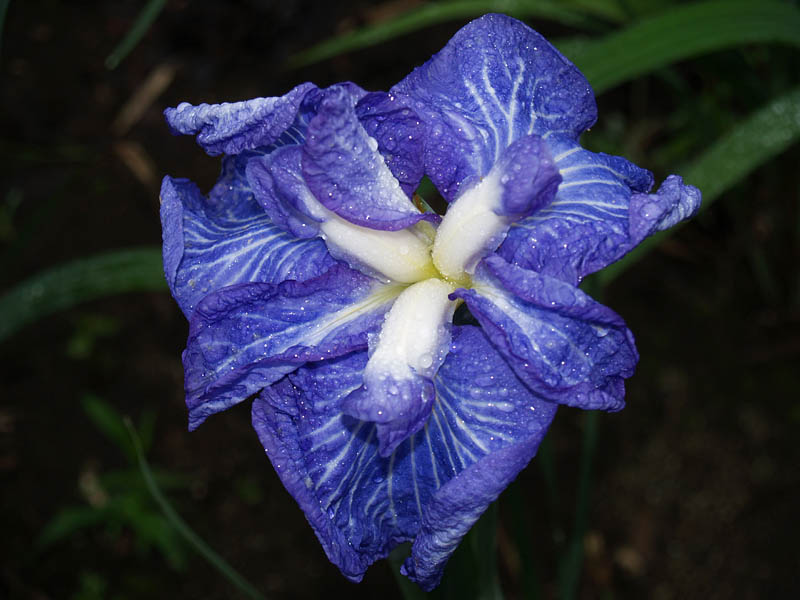 神楽女湖菖蒲園/大分県別府市