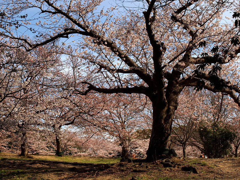 明石公園の桜 2013.4.1