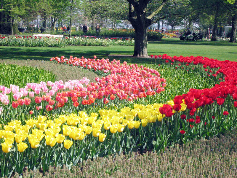 キューケンホフ公園/オランダ