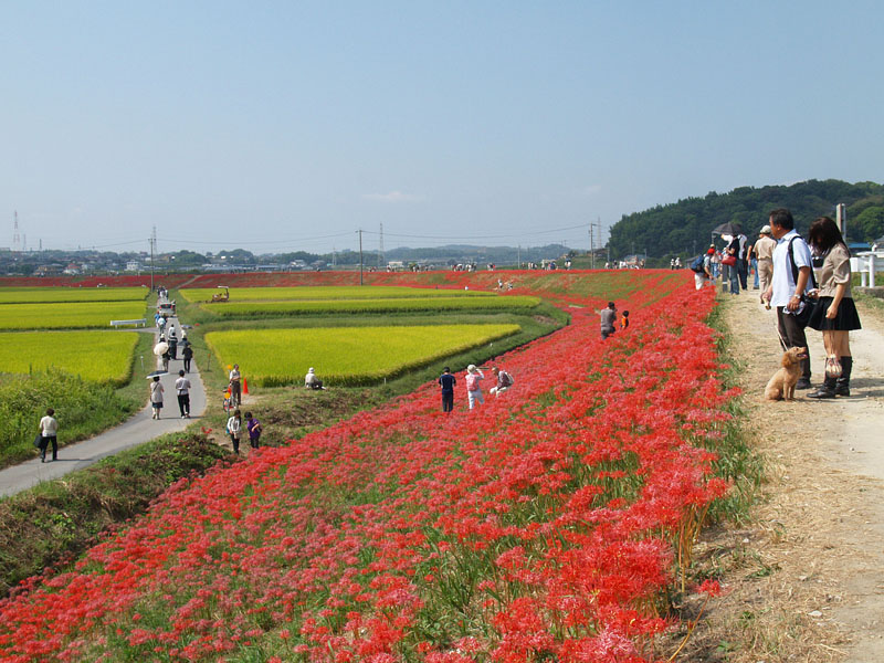 矢勝川堤の彼岸花/愛知県半田市 2009.9.26