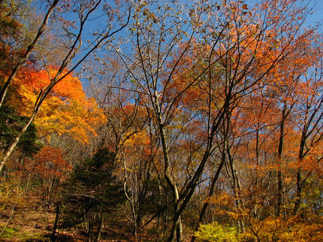 御嶽山の紅葉/東京都青梅市