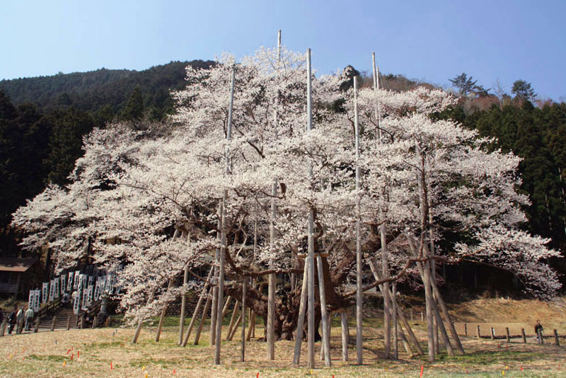 淡墨桜(うすずみざくら)(天然記念物)/岐阜県本巣市