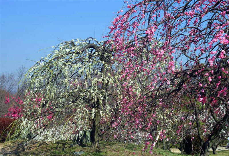 万博公園のしだれ梅1