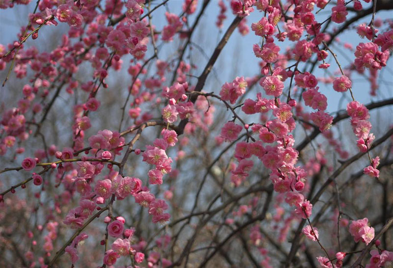 万博公園のしだれ梅2