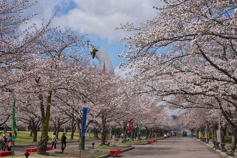日本万博公園の桜1/2 撮影:南光 優 2008.03.31
