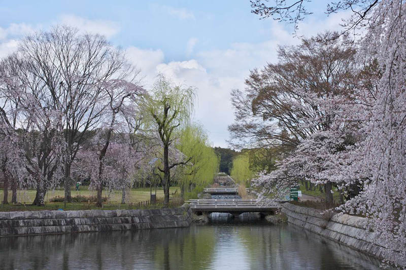 日本万博公園の桜2/2