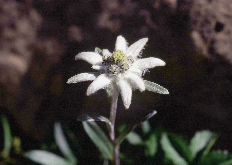 早池峰山の薄雪草(エーデルワイス)/岩手県 2001.7.9