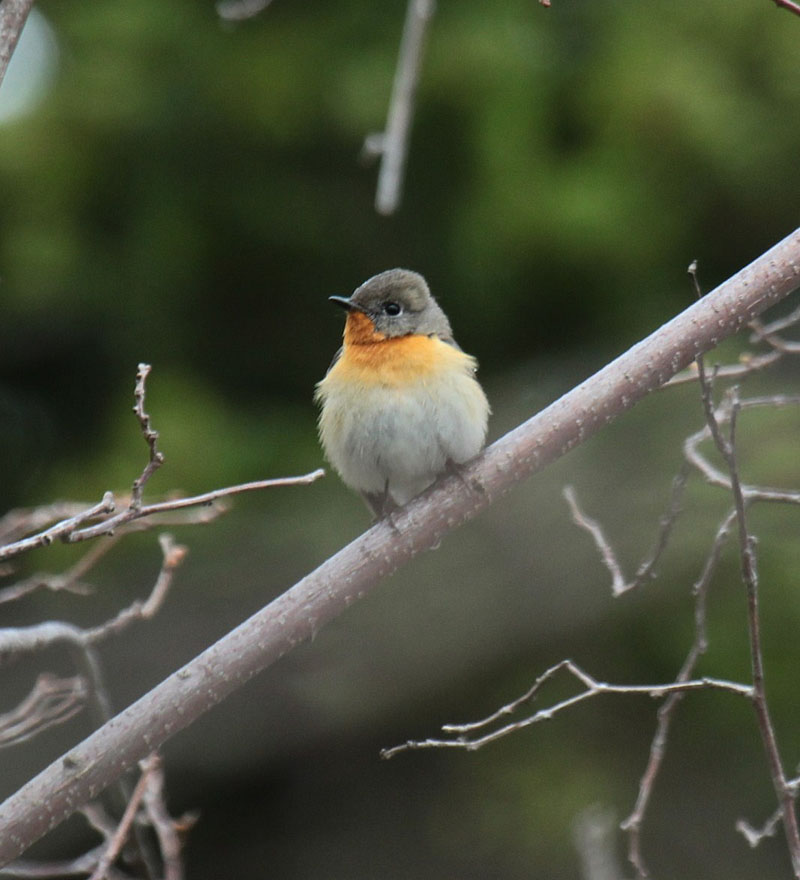 ムギマキ♂(幼)/ 利尻町森林公園(北海道・利尻島) 2011.05.17 06:56