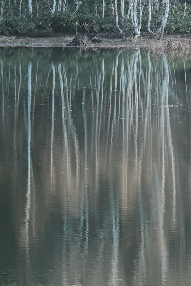 白樺 / 朱鞠内湖(北海道・利尻島) 2011.05.18 05:37