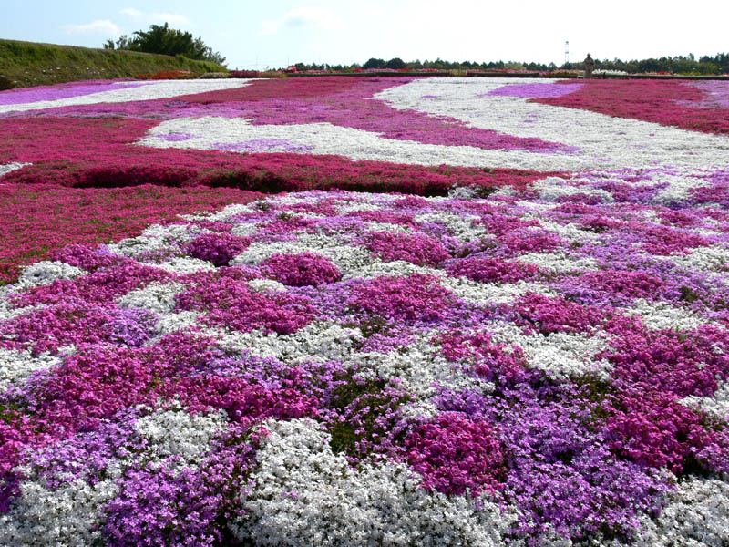 長崎の芝桜