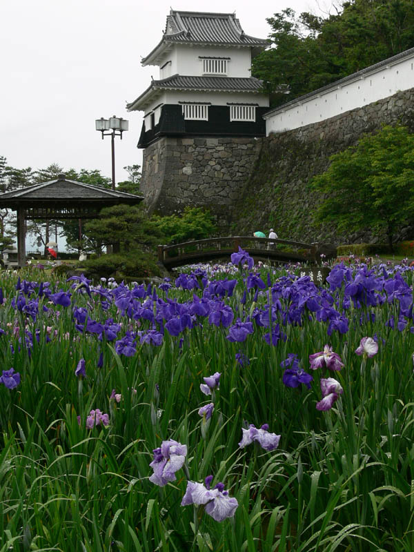 大村久島城跡・大村公園の花菖蒲