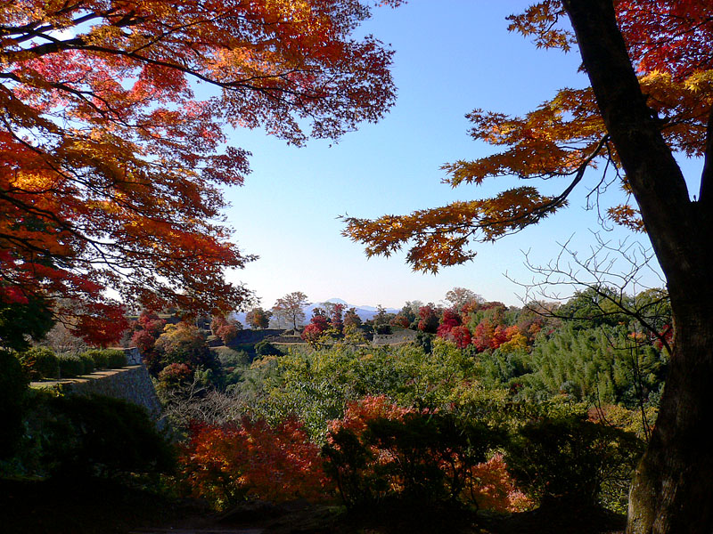 紅葉の岡城址(大分県竹田市)