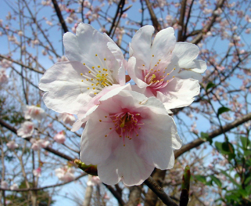 大寒桜/木場公園 2007.2.25