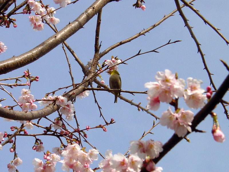 大寒桜とメジロ/木場公園 2007.2.25