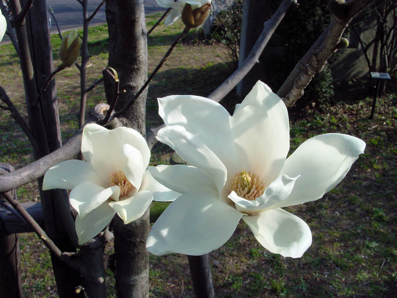 辛夷(こぶし)/木場公園 2007.3.4