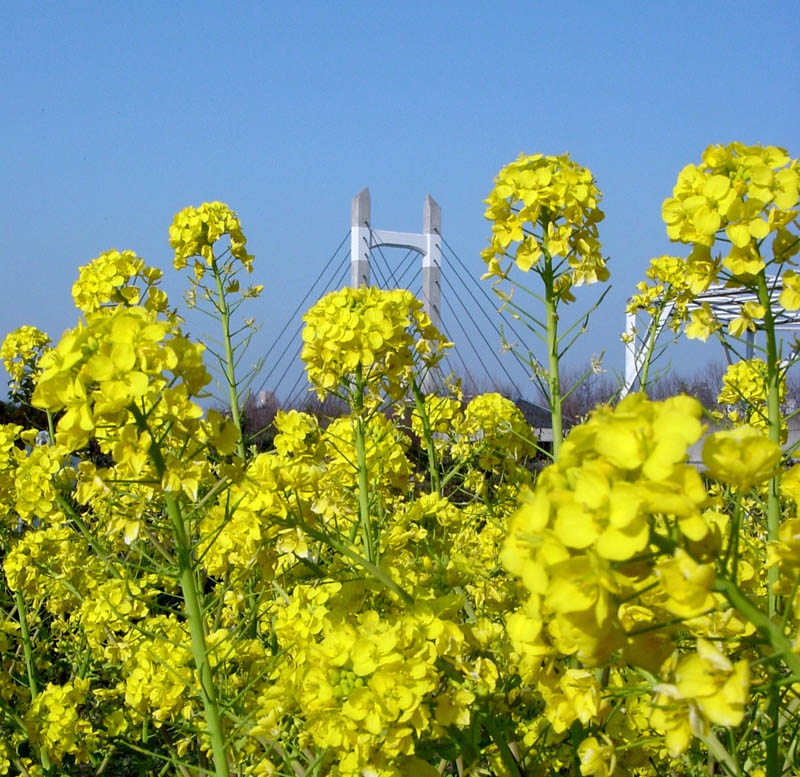 菜の花/木場公園 2007.3.4