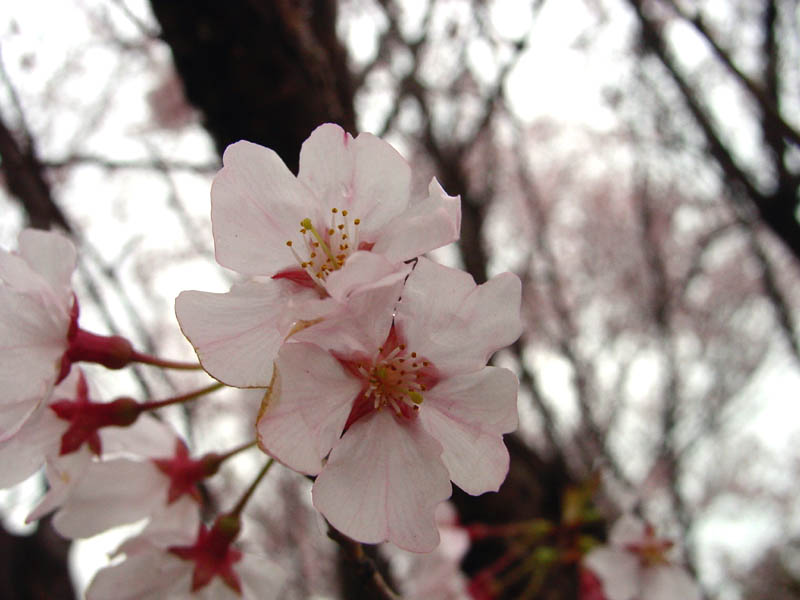 木場公園の江戸彼岸桜 2007.3.25