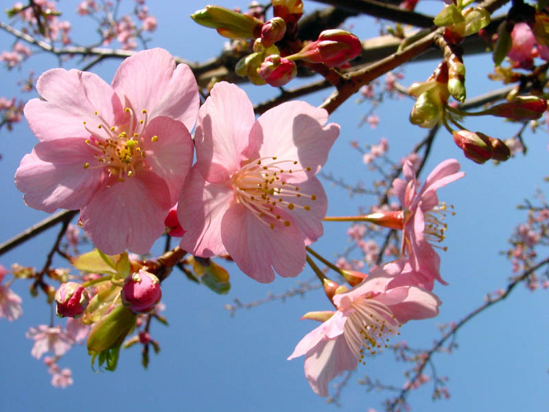 河津桜 / 東京・木場公園