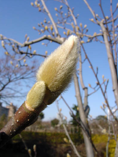 こぶしの花芽 / 木場公園 2007.2.4