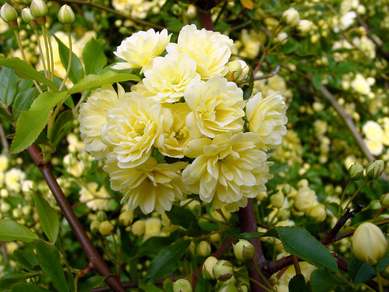 木香薔薇(モッコウバラ) 2007.4.15