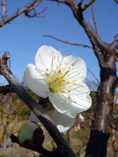 白 梅 / 木場公園 2007.2.4