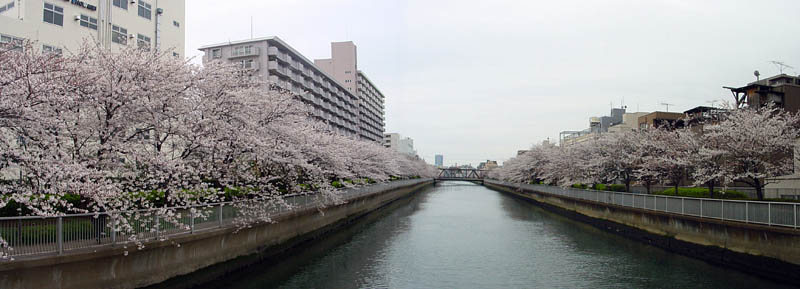 パノラマの大横川の桜 2007.3.31.