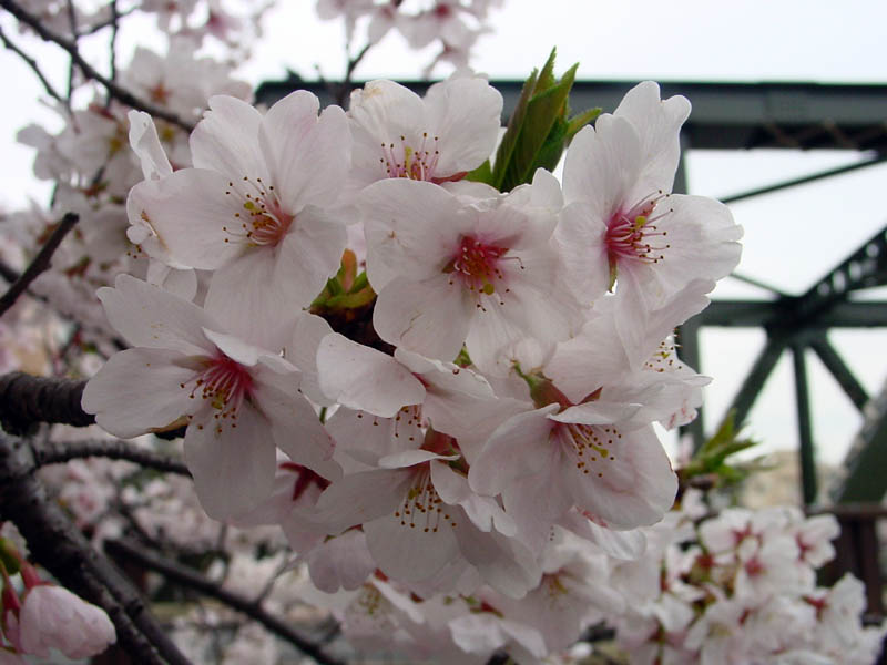 大横川の桜