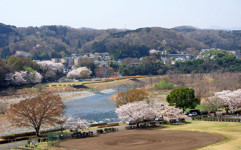 我が家のベランダから見る多摩川の桜