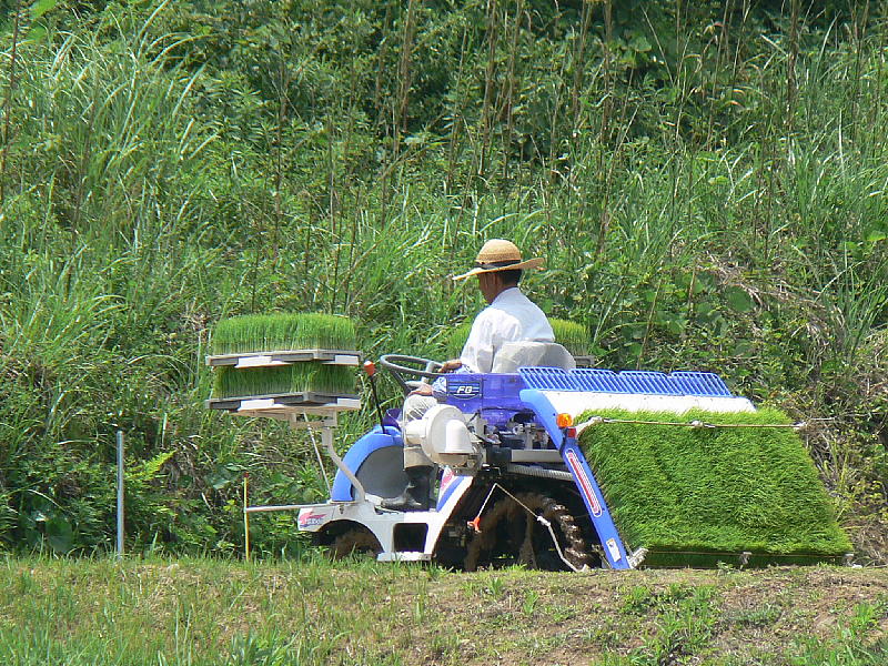 田植えの風景