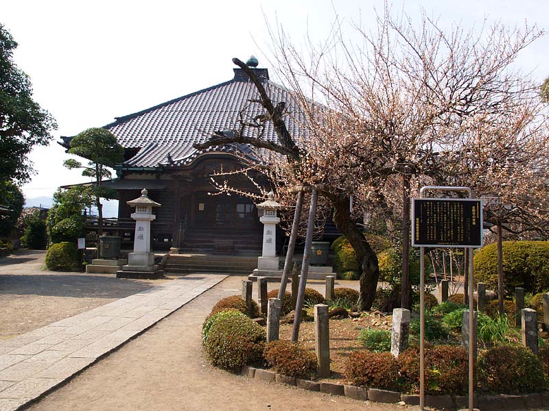 金剛寺の青梅